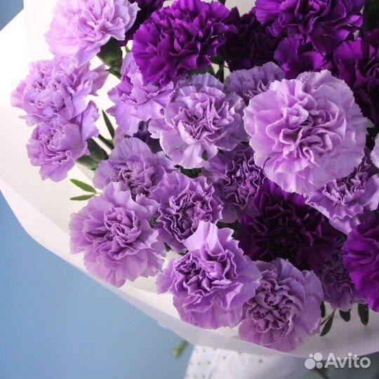 Гвоздики (диантус) доставка по спб 13шт., 25шт.,51