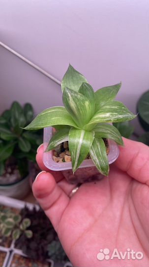 Комнатные цветы