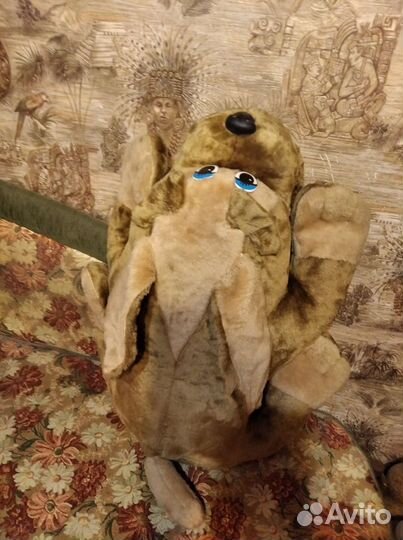 Собака новая