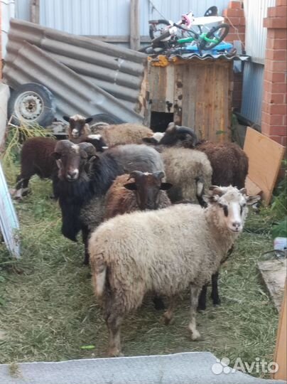 Овцы барашки