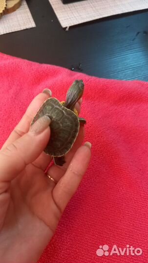 Красноухая черепашка