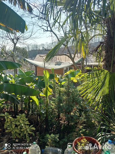 Отдам пальмы банановые бесплатно