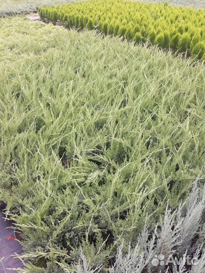 Саженцы хвойников