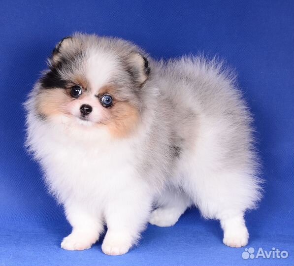 Девочка немецкого шпица