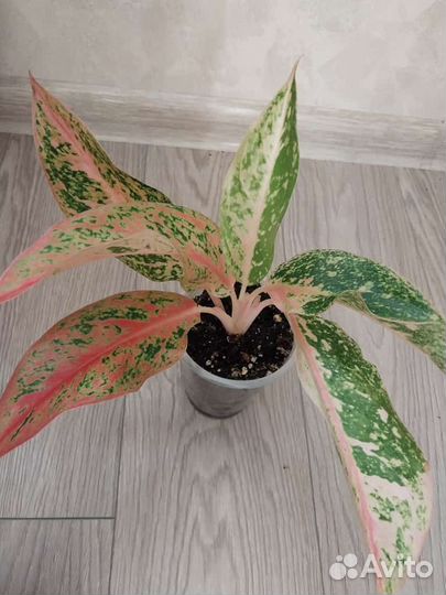 Амазон Сильвер,Эмеральт грей, милки вей