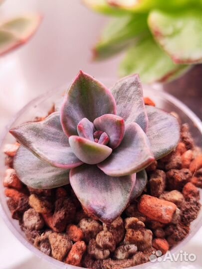 Graptoveria Bainesii variegated