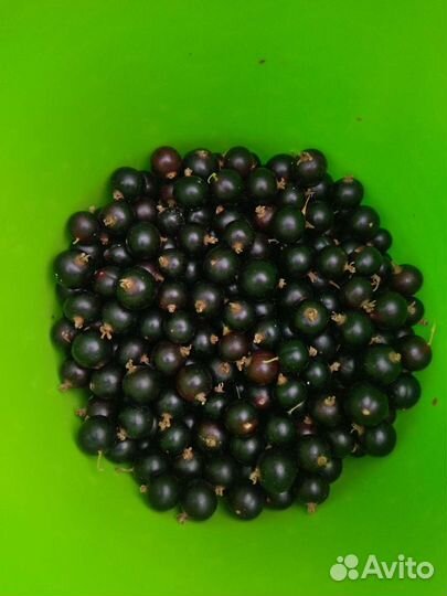 Продам малину