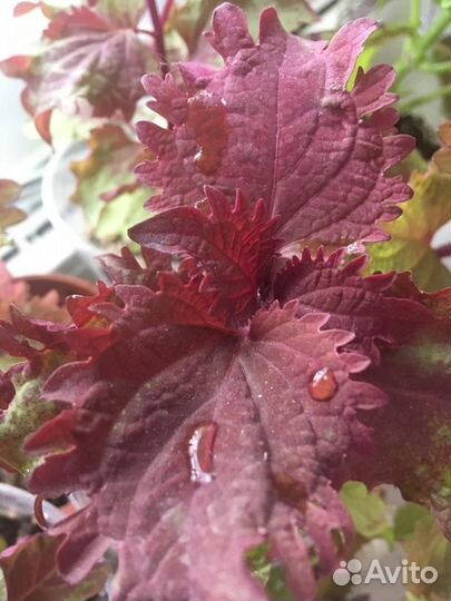 Колеусы вегетативные