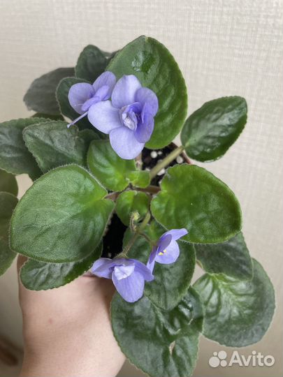 Цветущая фиалка