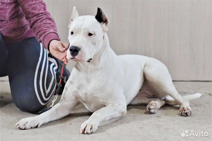 Подрощенные щенки Аргентинского дога