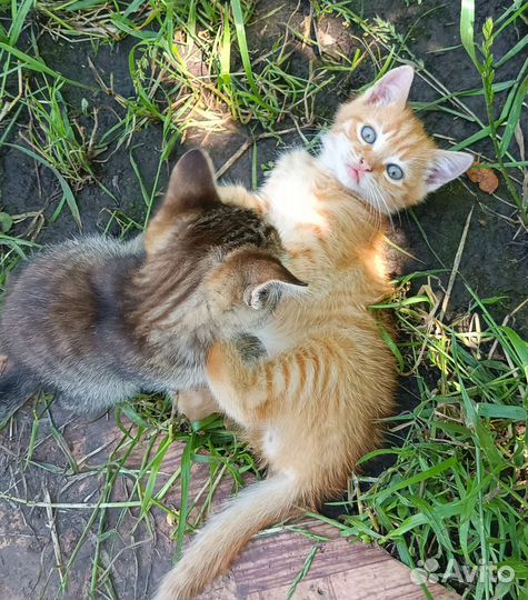 Котята в добрые руки
