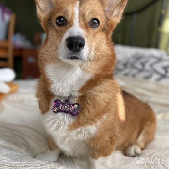 Адресник для кошек и собак