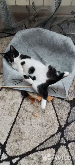 Кошка