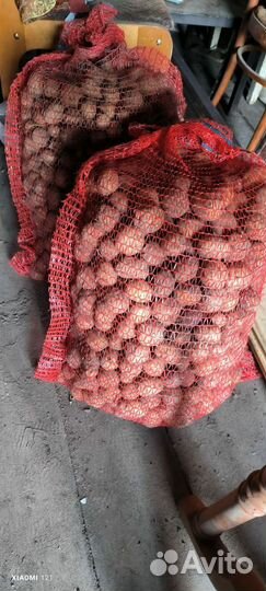 Картофель на корм скоту