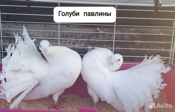 Голуби декоративные