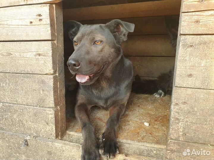 Метис шарпея, сука, здоровая, в добрые руи