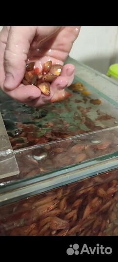 Продаются аквариумные рыбки