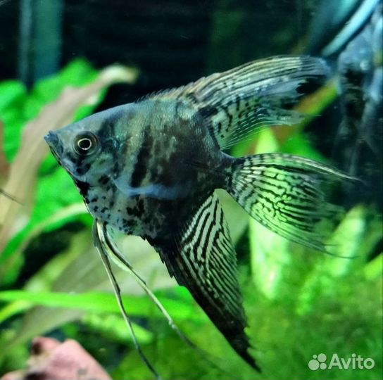 Скалярии Зелёный ангел