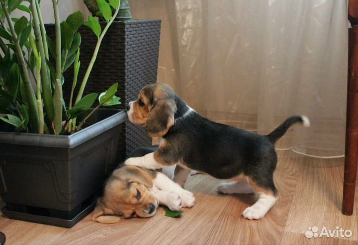 Щенки бигль