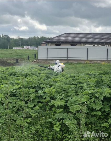 Обработка участков от клещей, борщевика, кротов