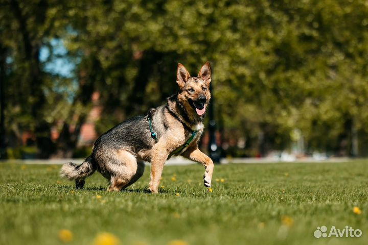Собака в добрые руки