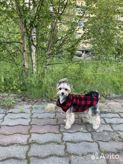 Вязка собак