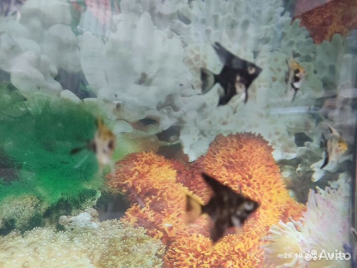 Рыбки скалярии