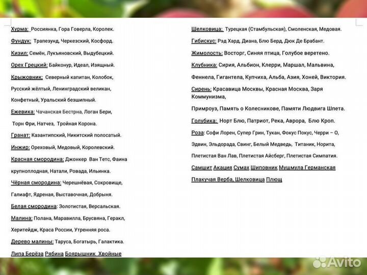 Саженцы Малины Полана