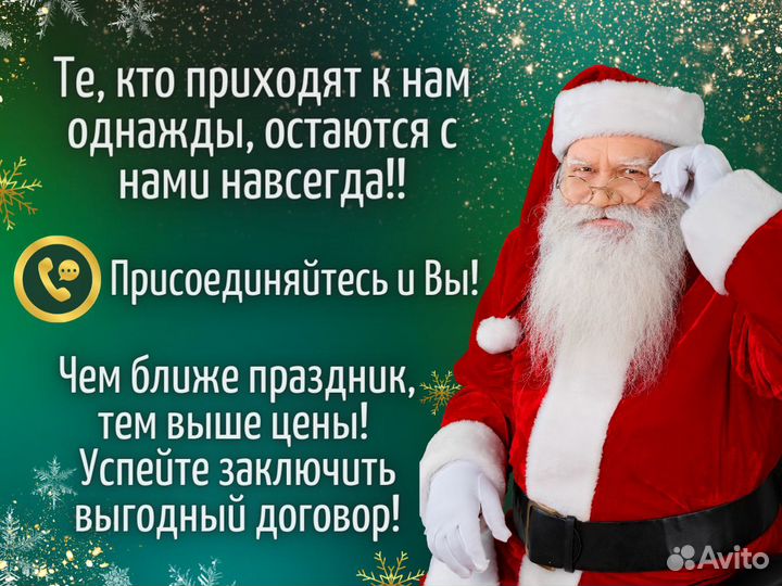 Пихта Нордмана Живые елки оптом Новогодняя