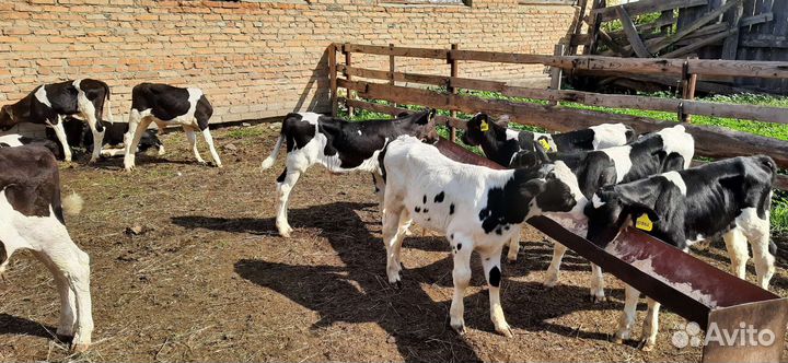 Бычки от 2 месяцев