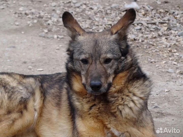 Марта ищет дом