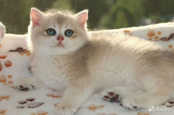 Котята британские золотое голубое золото
