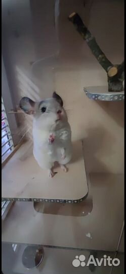 Вязка шиншилла