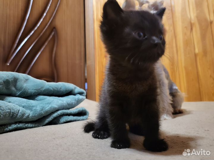 Кошка