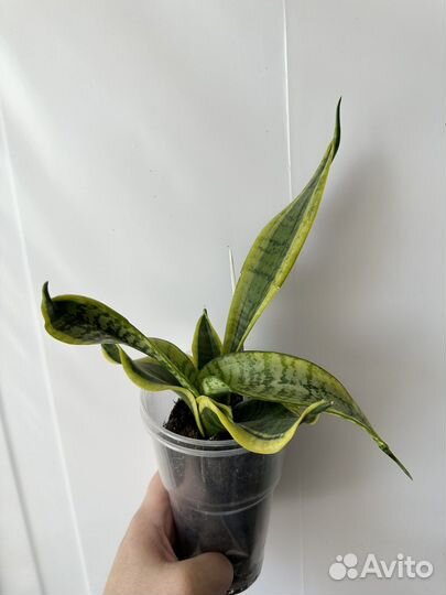 Сансевиерия Систер Твистер