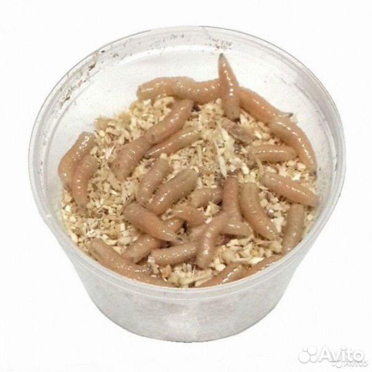 Опарыш, черви, дендробена, личинка майского жука