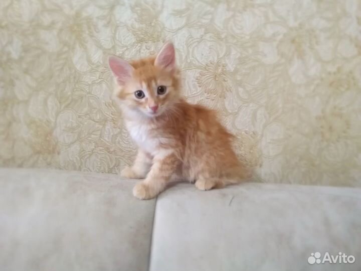 Экт.ситуация котята в добрые руки