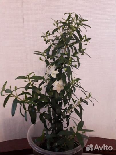 Мирт с цветками