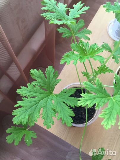 Молодые фиалки и Лимонная герань