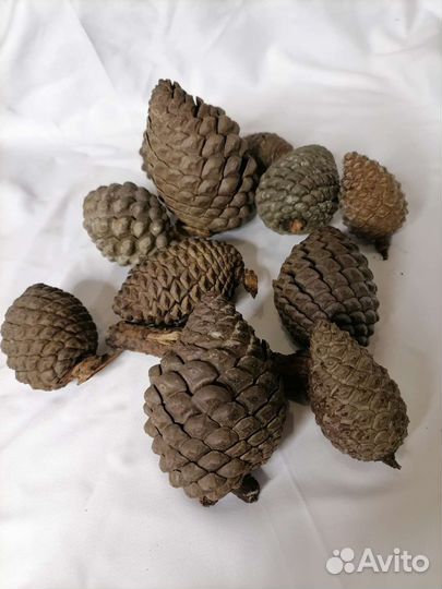 Шишка пицунцкой сосны