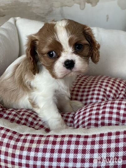 Кавалер кинг чарльз спаниель щенки