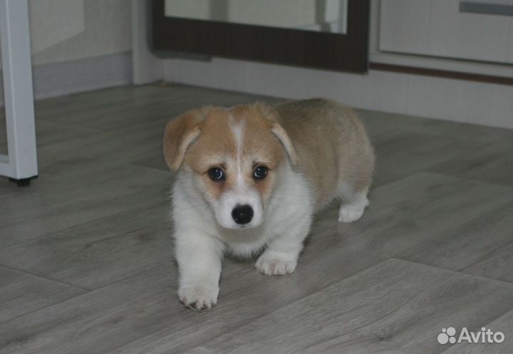 Корги щенки
