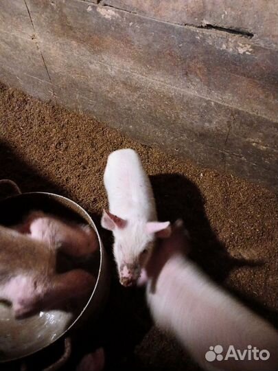 Поросята