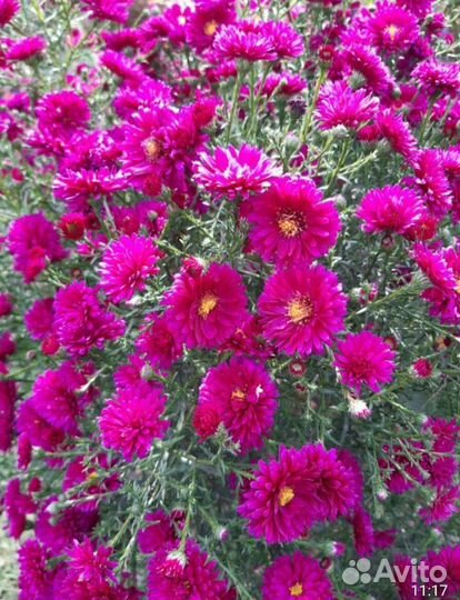 Альпийская астра/сентябринка