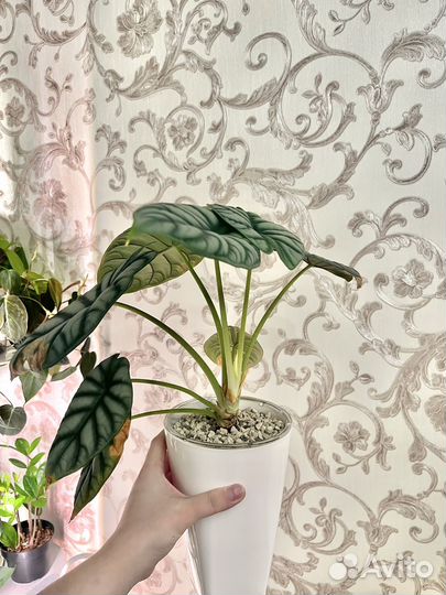 Алоказия сильвер дракон