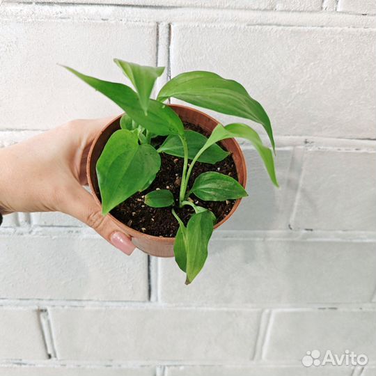 Спатифиллум