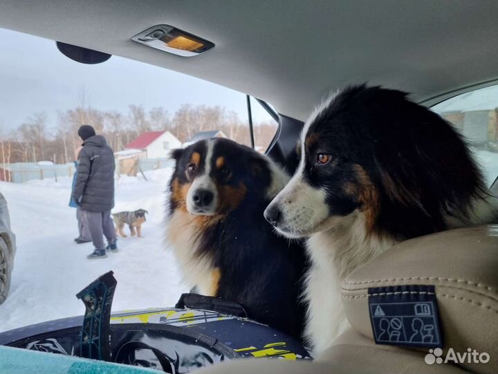 Австралийская овчарка Аусси щенки