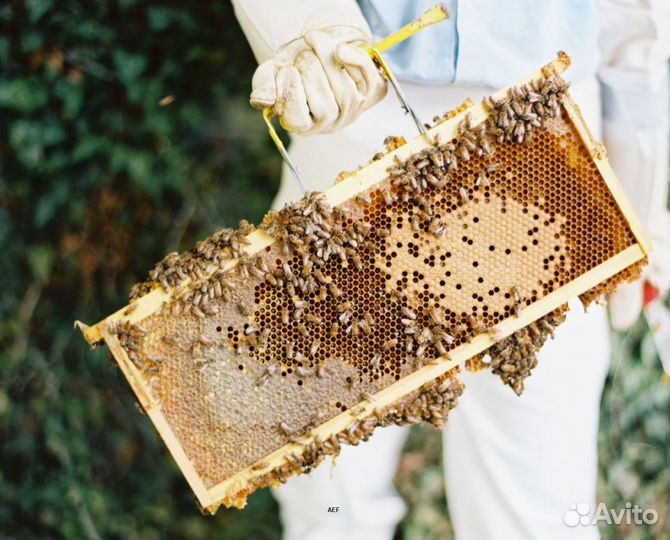 2024 Мёд натуральный алтайский опт