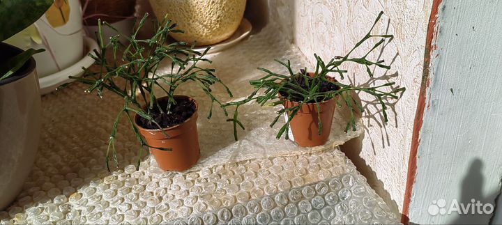 Хатиора желтая