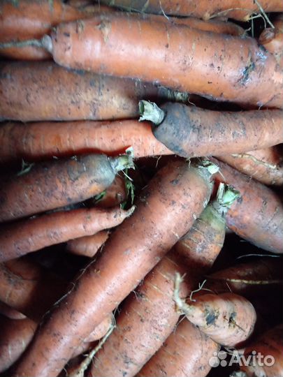 Продам, морковь, бурак, кабачки, перец жгучий